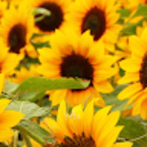 Meet your Posher, Krystal